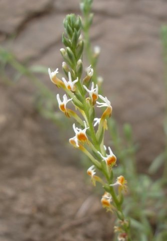 Hebenstretia dura flower spike